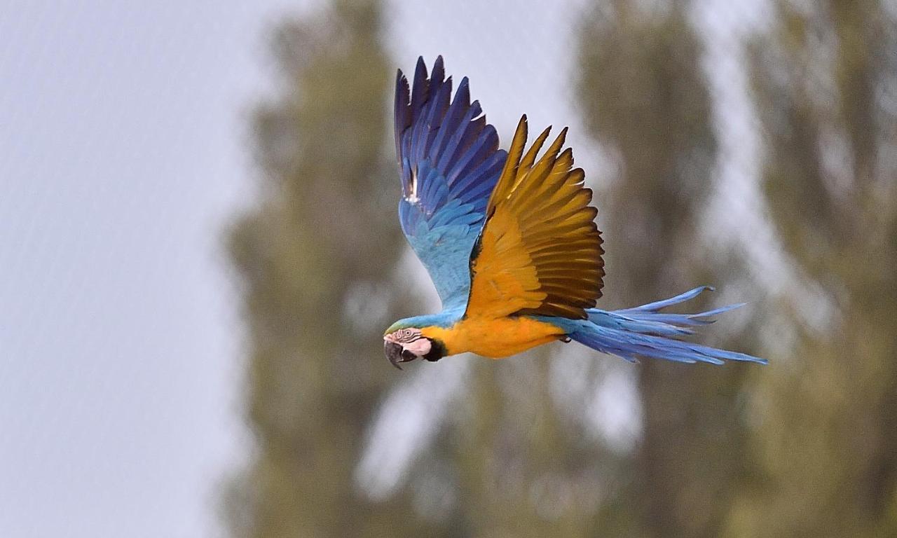 Parrot World - Les Lodges Crecy-la-Chapelle Zewnętrze zdjęcie