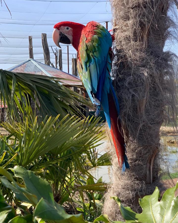 Parrot World - Les Lodges Crecy-la-Chapelle Zewnętrze zdjęcie