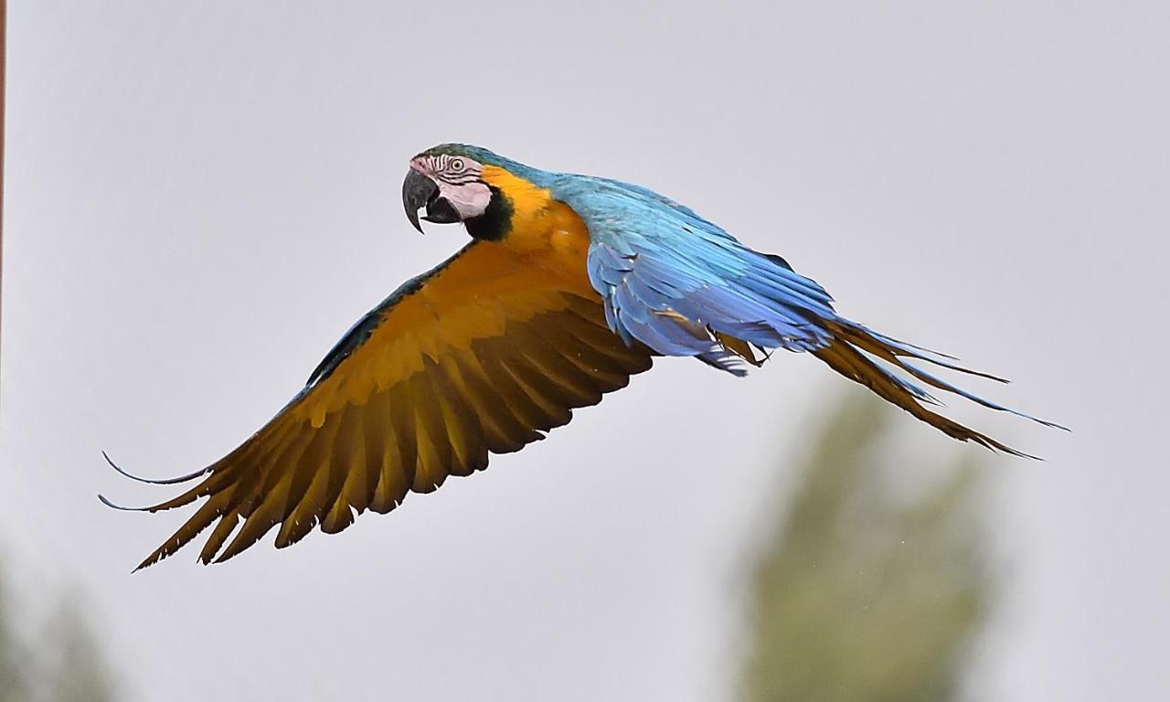 Parrot World - Les Lodges Crecy-la-Chapelle Zewnętrze zdjęcie